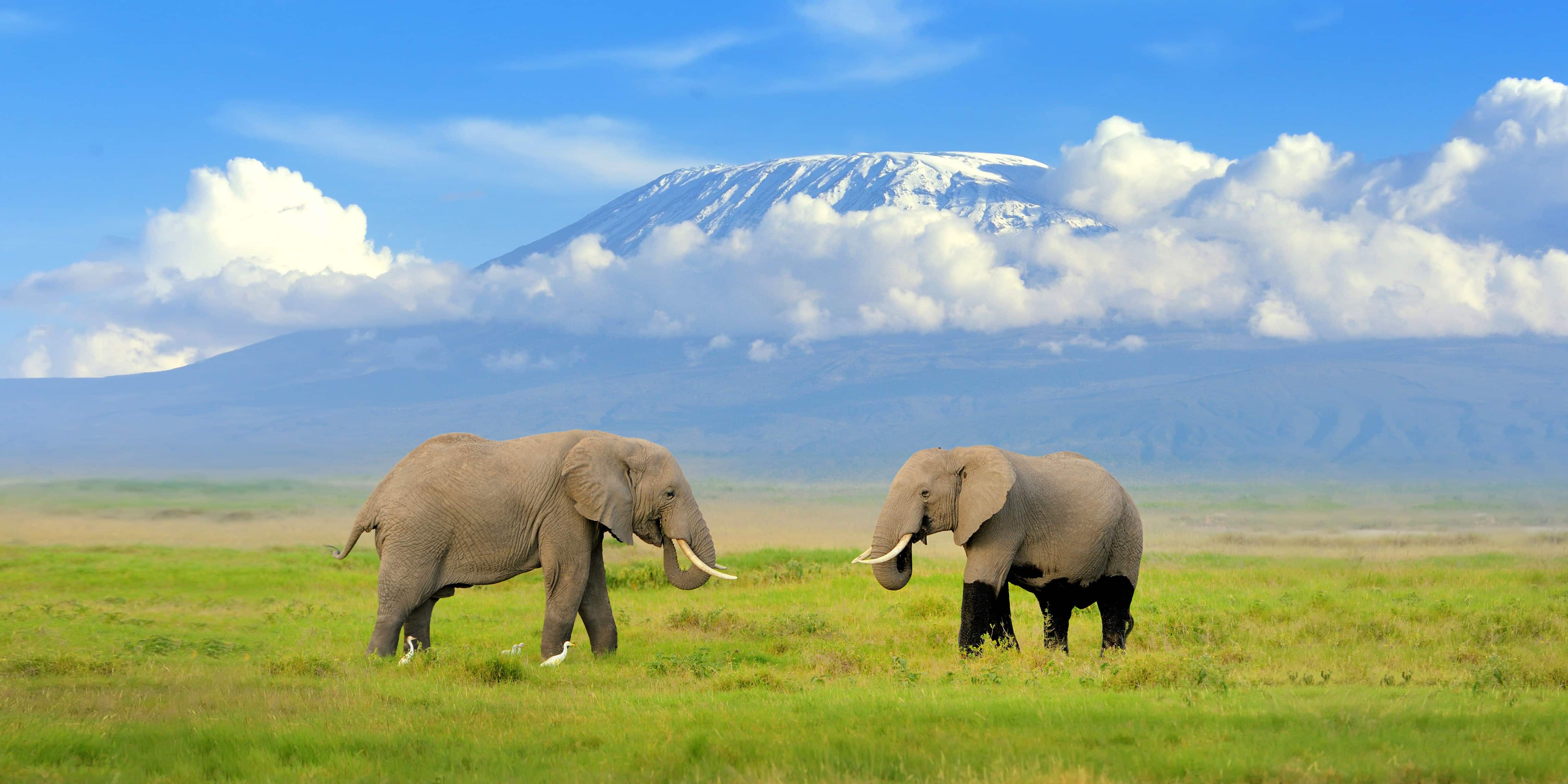 best time to visit kenya for wildlife