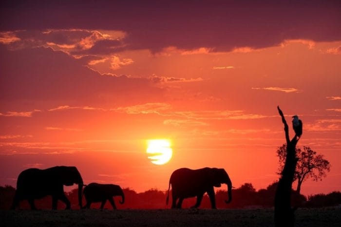 Elephants sunset Photo Credit Sabine Stols