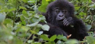 Gorilla trekking in UGANDA – What you need to know