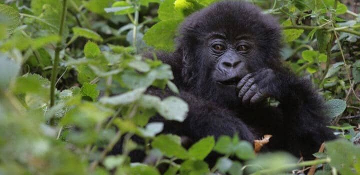 Gorilla trekking in UGANDA – What you need to know
