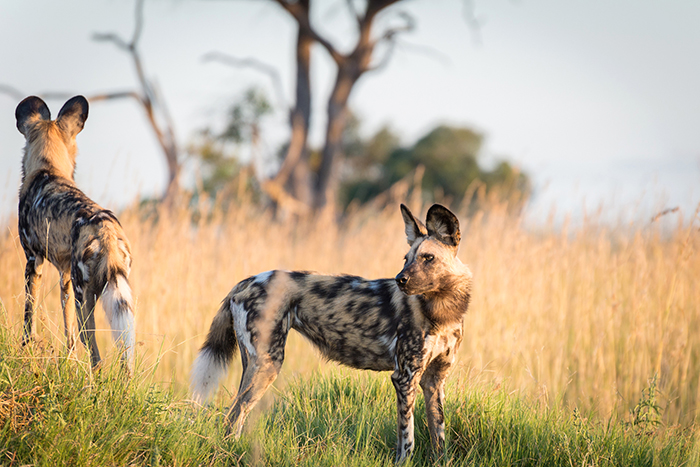 Wild dogs at Kwando Lagoon Camp in Botswana (Credit: K Jones)