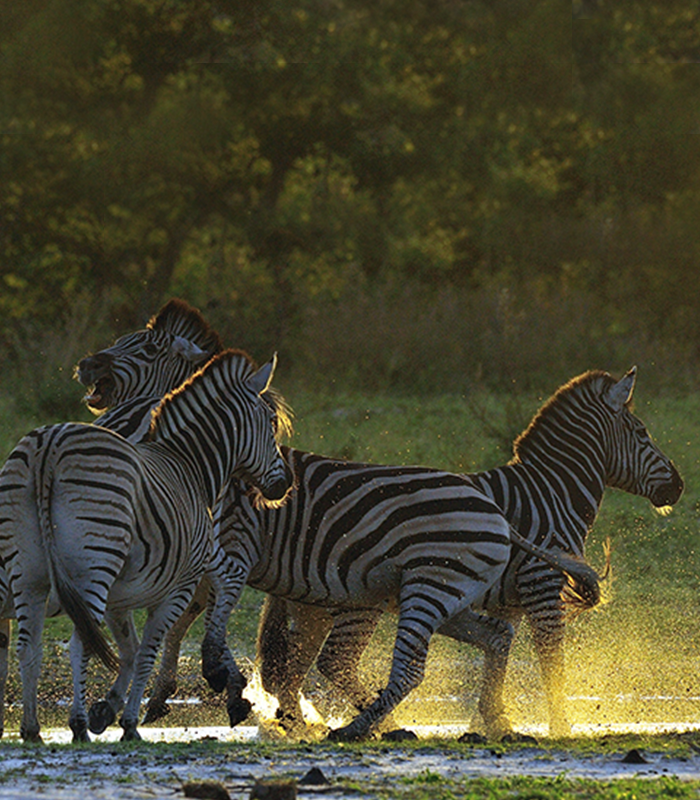 Zebras splashing in the lagoon at sunset - Kwando Lagoon Camp - Southern Destinations