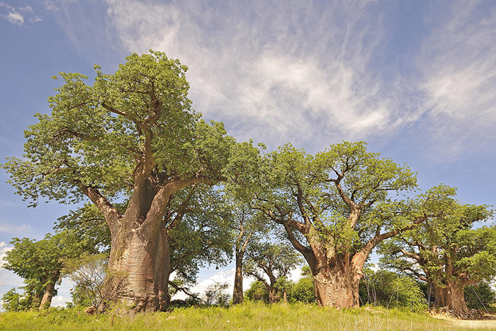 Picnic beneath the ancient Baines' Baobabs when staying at Nxai Pan