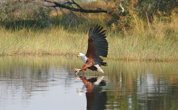 Fish eagle in full flight about to catch a fish - Kwando Splash Camp - Botswana - Southern Destinations