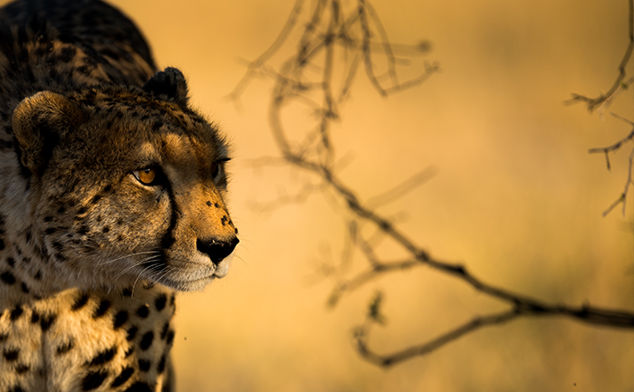 Cheetah photographed on a game drive - Kwando Splash Camp - Botswana - with Southern Destinations