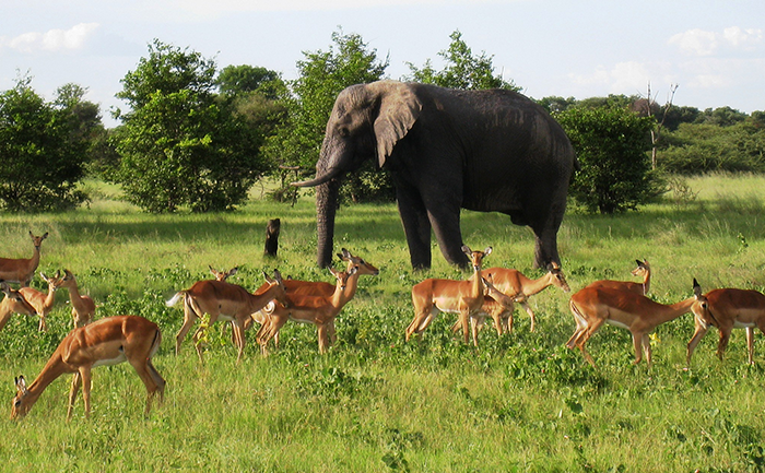 Elephant with a group of buck - on a game drive with Kwando Splash Camp in Botswana