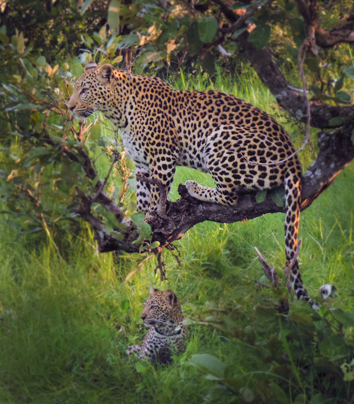 Leopards in the trees at Kwando Lagoon Camp - Southern Destinations
