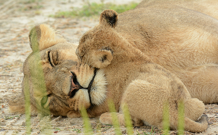 Lioness and her cub at Nxai Pan