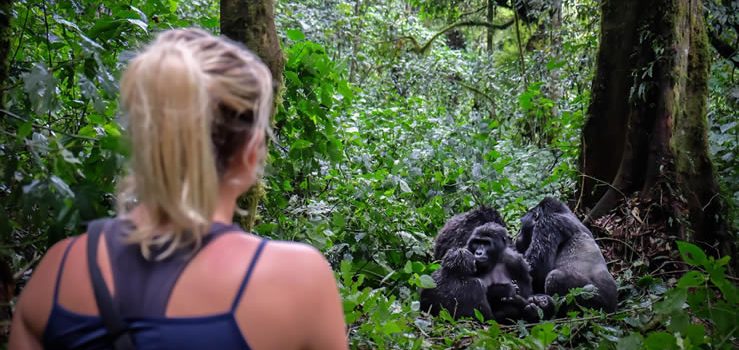 Gorilla trekking in RWANDA – everything you need to know